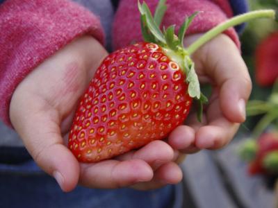 MASHIKO STRAWBERRY FARMの最新画像