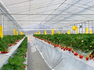 やすださん家のスイーツ園の最新写真