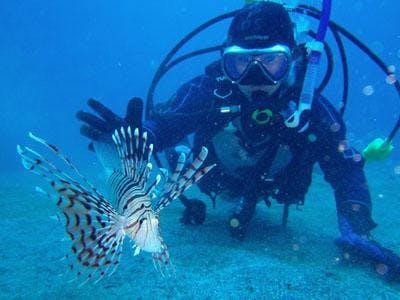 イエローフィンの最新写真