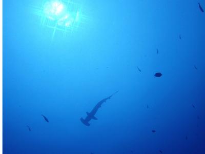 Clover Diving Serviceの最新写真