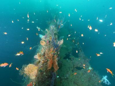 Clover Diving Serviceの最新写真