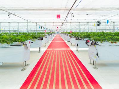 STRAWBERRY PORT ICHIGONOMIの最新画像