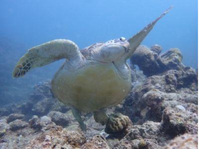 ヒートハートクラブ石垣島の最新写真