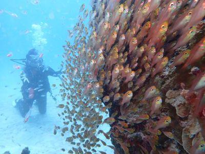 あいる・ぷまんどぅの最新写真