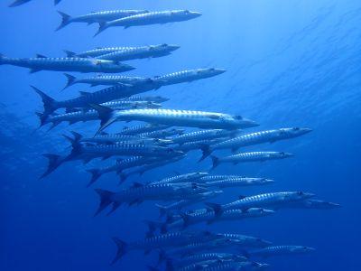 ヒートハートクラブ石垣島の最新画像
