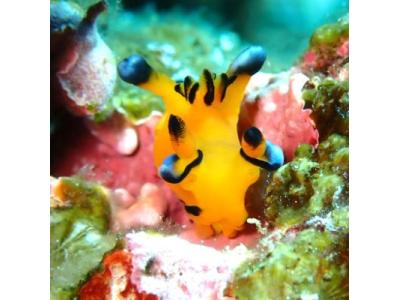 ヒートハートクラブ石垣島の最新画像