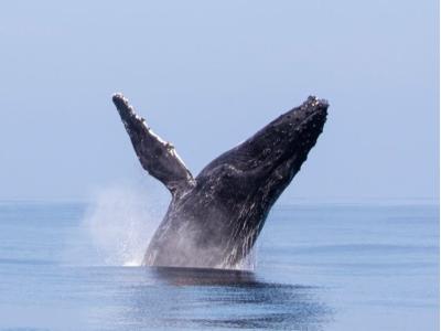 ＪＡＭマリンクラブの最新写真