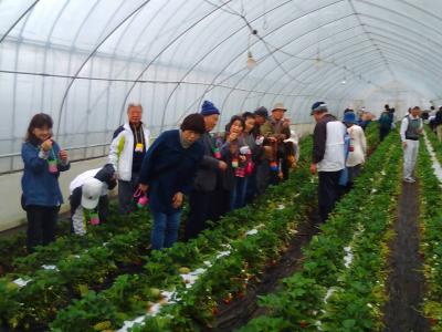 藤戸いちご園の最新写真