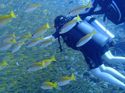 ダイブトライブピピ Dive Tribe Phi Phiの最新写真