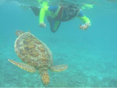 サンゴとヤドカリの最新写真