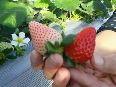 高田いちご園の最新写真