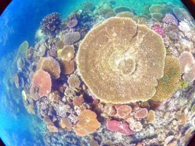 HANON Diving Serviceの最新写真