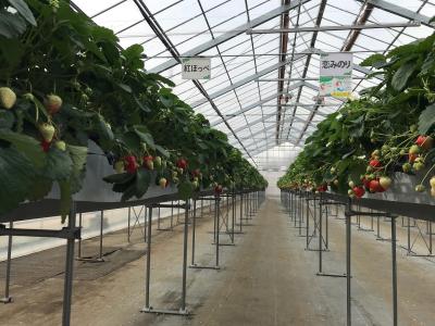 河本ファームいちご屋の最新写真