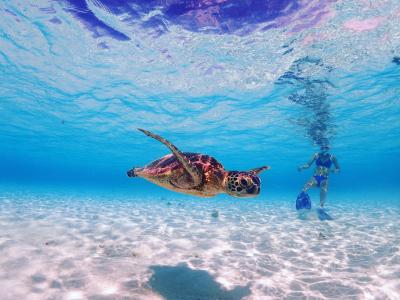 宮古島ダイビングリゾートＲＥＥＦの最新写真