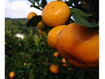 福田みかん園の最新写真