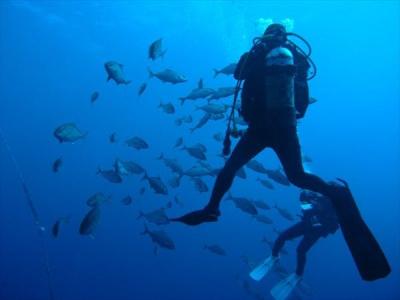 マイダイブ MyDiveの最新画像
