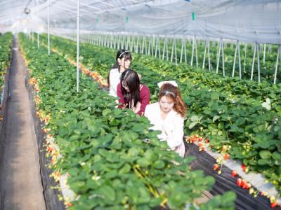 ICHIGOHOUSE HITACHINAKAの最新写真