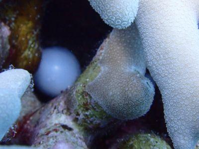 ヌヌ・アドベンチャー・クラブ石垣島の最新画像