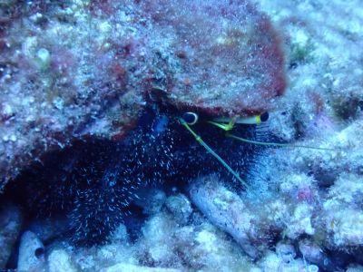 ヌヌ・アドベンチャー・クラブの最新写真