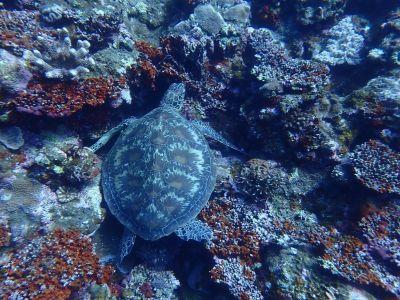 ヌヌ・アドベンチャー・クラブ石垣島の最新写真