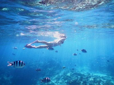 シーワールド沖縄の最新写真