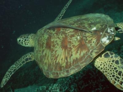 ウミガメ・スイム・いとまんの最新写真