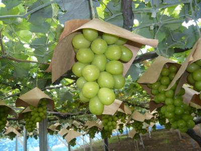 バリヤフリー観光農園 浅間園の最新写真