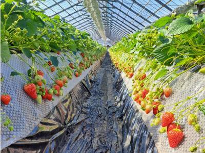 嘉山農園の最新写真