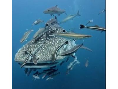 KOH TAO NUTS コタオナッツの最新写真
