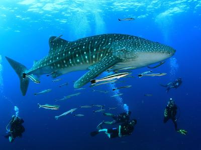 コーラルグランドダイバーズ Coral Grand Diversの最新写真