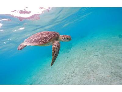 奄美大島北部ダイビングショップ LeapScubaAmamiの最新写真