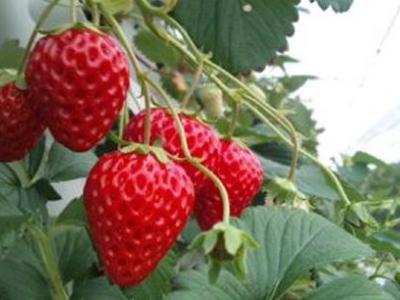 STRAWBERRY FARM　陽一郎園の最新写真