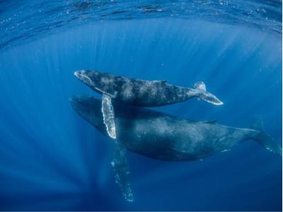 ワイズダイブオキナワ Y'S DIVE OKINAWAの最新写真