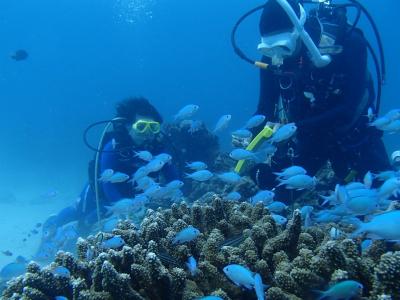 シーエッグダイバーズの最新写真