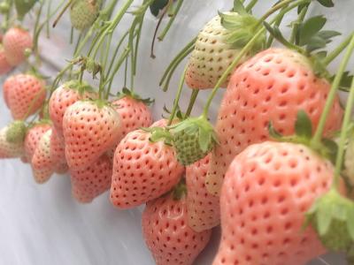大竹いちご園の最新画像