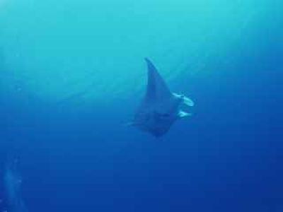 ブルーマリーンダイバーズ BLUE MARINEの最新画像