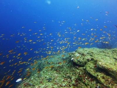 ダイビングショップBella Casaの最新写真