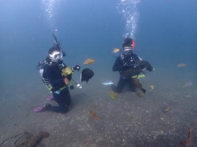 ダイビングアウトドアショップ ピースフル Peacefulの最新写真