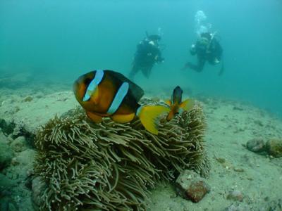 スキューバプロショップ・ダイブステーション渋谷の最新写真