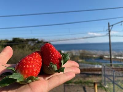 ストロベリー金指園の最新画像
