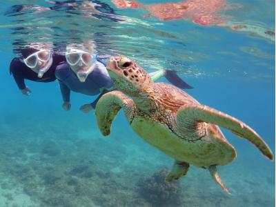 アマミエンシスの最新写真