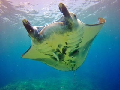 TAKU DIVE 石垣島の最新画像