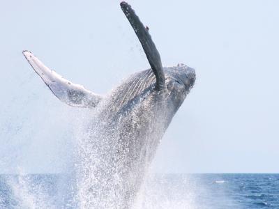 沖縄アイランドクルーの最新写真