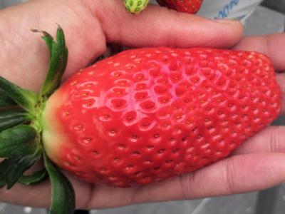 いちごやサンの最新画像