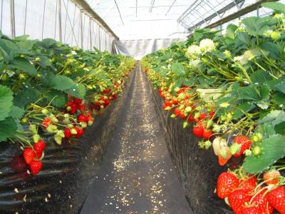 スマイルフィッシュの最新写真