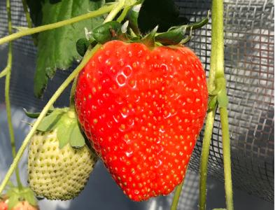 strawberry farm ふじもとの最新画像