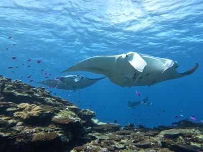 シーウォーターダイビングサービスの最新写真