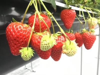 観光農園 Bee my Berryの最新画像