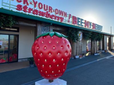 観光農園 Bee my Berryの最新写真