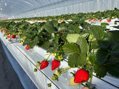 日光ストロベリーパークの最新写真